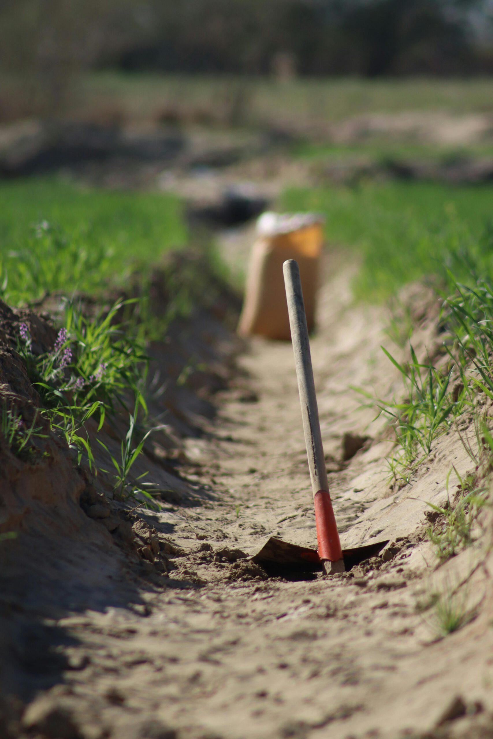 Shovel stuck in sandy trench with green grass surrounding, under clear skies.